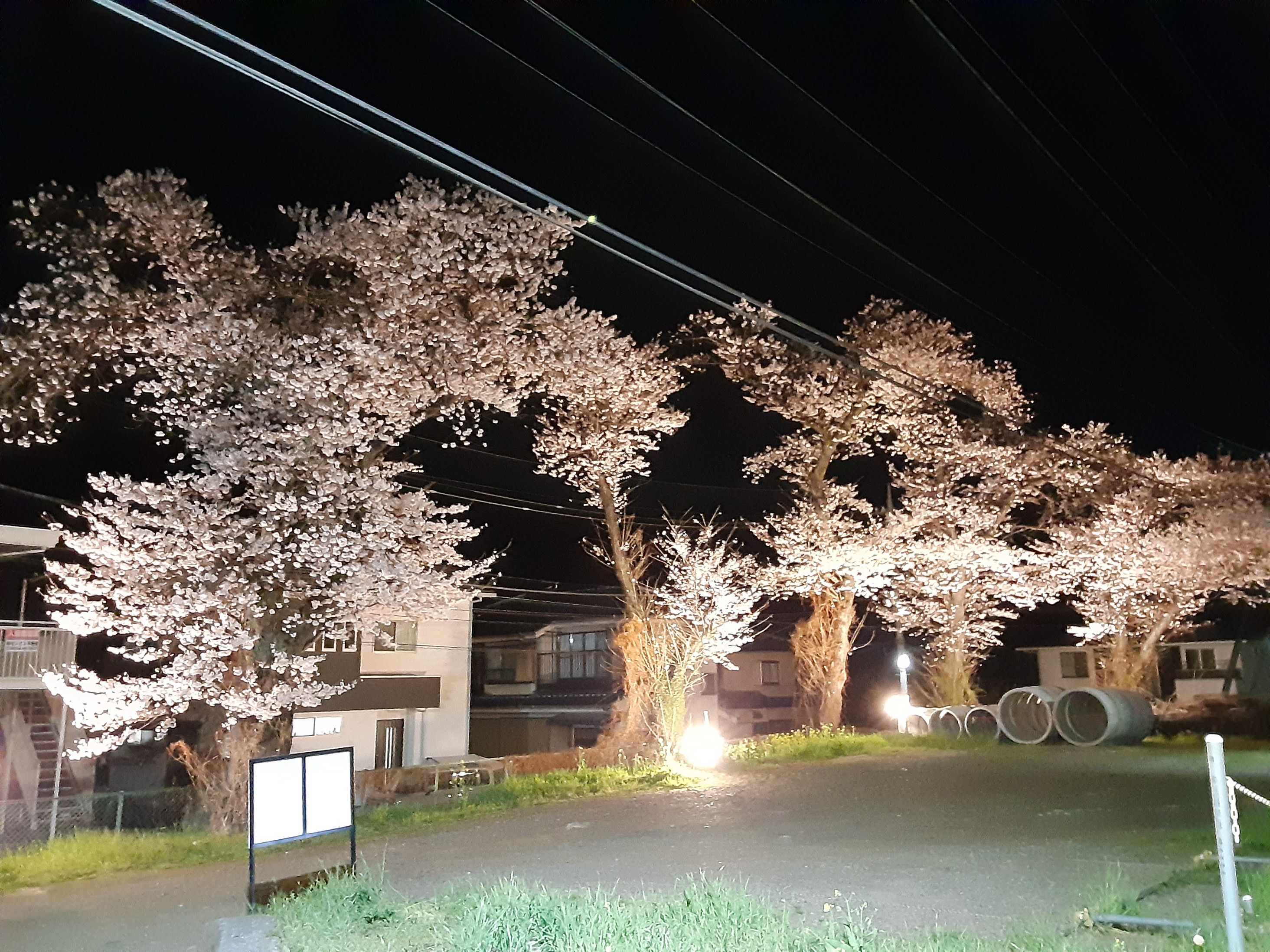 富士急行線桜企画！夜桜ライトアップの開催について