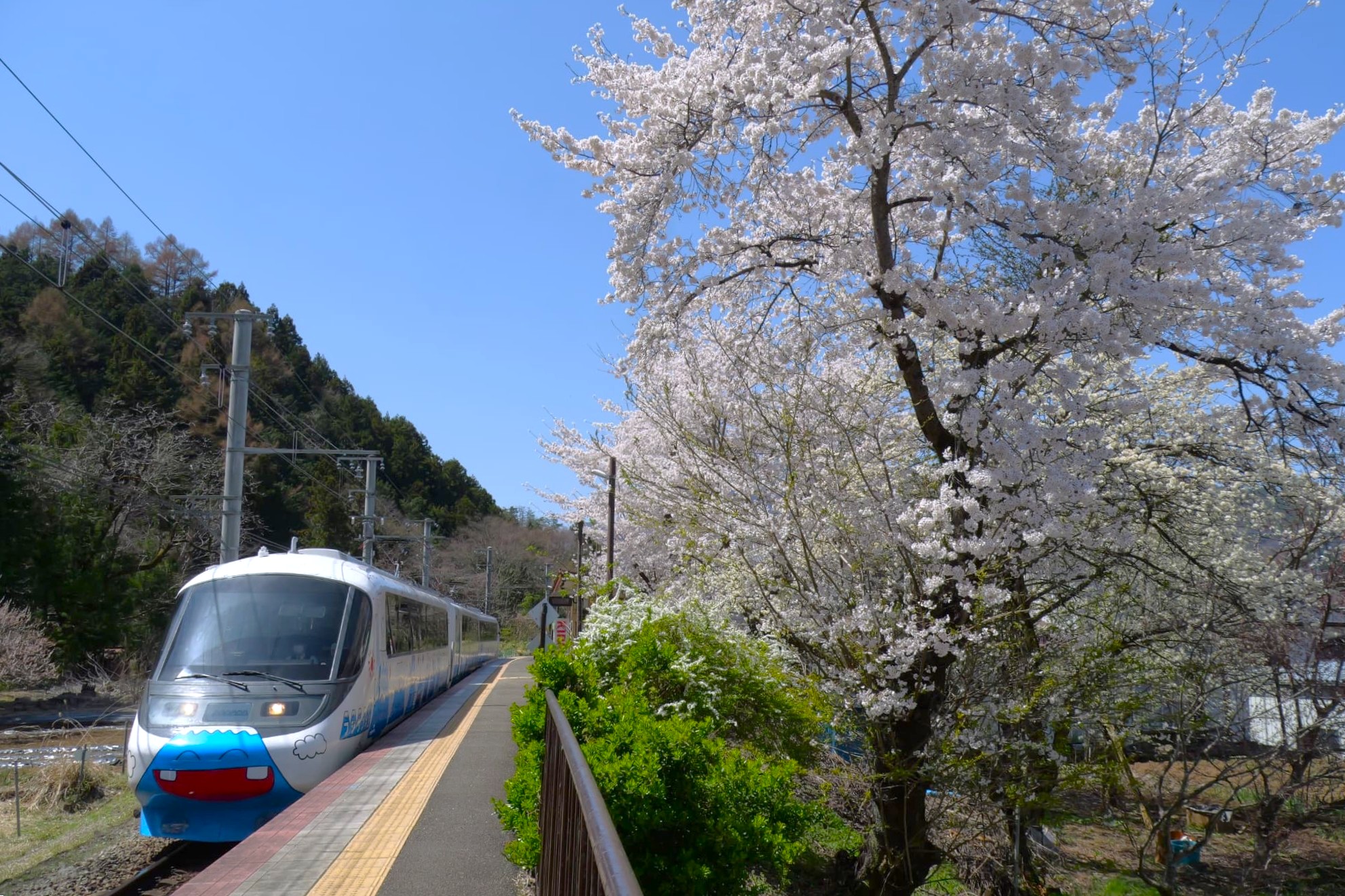富士急行線桜企画！「＃富士急行線さくら」をつけて電車と春を感じる写真をSNSへ投稿しよう！