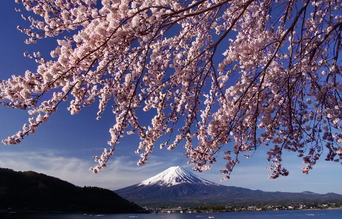 富士山、湖、桜を満喫！電車で出かけよう“富士・河口湖さくら祭り”