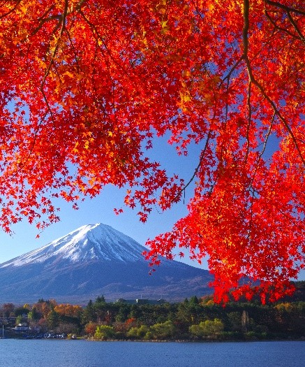 ～富士河口湖紅葉まつりの来訪に合わせて河口湖を散策～　駅からハイキング「河口湖周遊！富士と彩りの絶景巡り」開催！